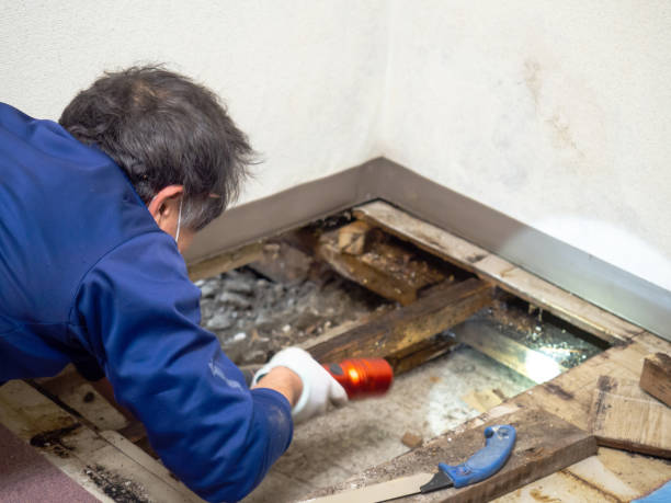 Best White Mold Remediation in Newport, WA