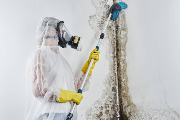 Best Residential Mold Remediation in Newport, WA