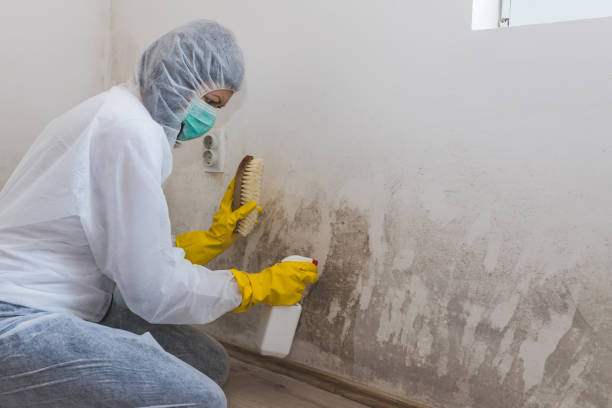 Best Mold Remediation for Schools in Newport, WA