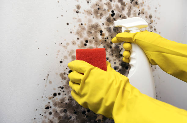 Best Insurance-Related Mold Remediation in Newport, WA