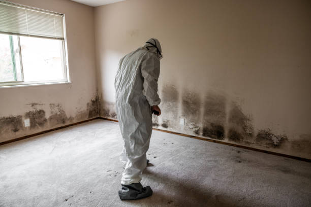 Best Localized Mold Remediation (e.g., coastal areas, humid climates) in Newport, WA