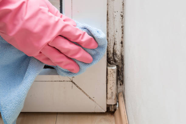 Trusted Newport, WA Mold Remediation Experts